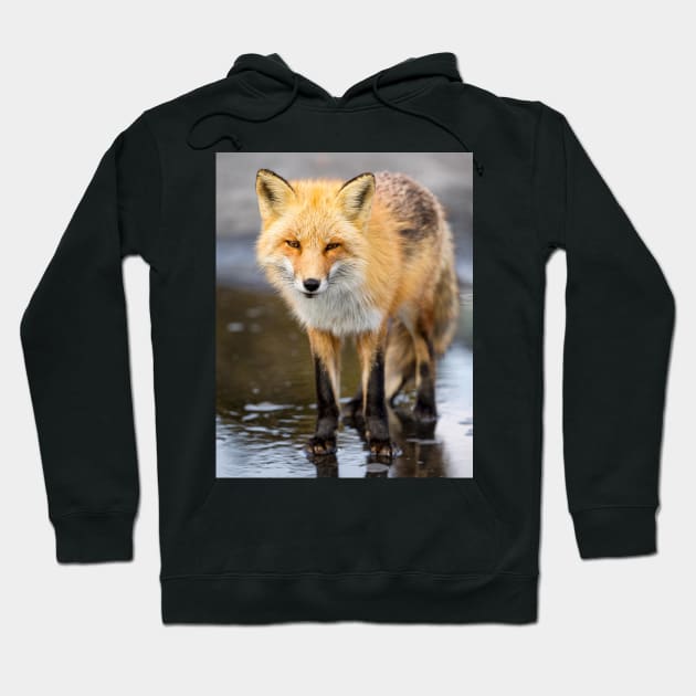 Red Fox Face to Face Hoodie by jforno